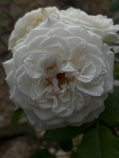 A close-up, slightly overhead shot captures a full, open white rose in the foreground. The rose is densely petaled, with numerous ruffled and curved petals forming a spiral towards the center. Hints of yellow and a reddish-brown hue are visible in the very center of the bloom. A second white rose, slightly out of focus, is partially visible in the upper right background. The background is blurred, showing hints of green leaves and a brown, textured surface that could be soil or a fence. The image appears to have been taken outdoors, likely in a garden setting. There is no indication of location in the city of Gorna Mitropolia, Bulgaria.