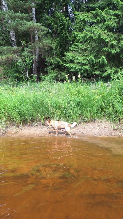 A tan and brown dog walks along the muddy bank of a body of water. The dog is partially submerged in the water. Behind the dog, tall green grass and trees line the bank. The water is a reddish-brown color and appears somewhat murky. The scene is set in a natural, wooded environment. This location is in Vālodzes, Latvia.