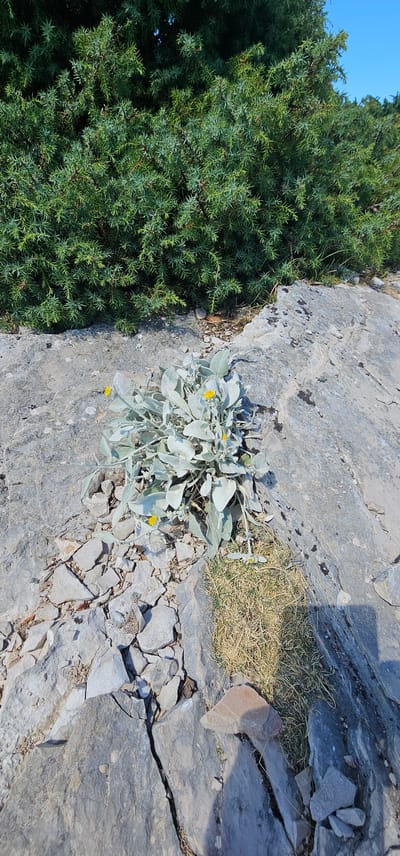 The image captures a sun-drenched scene on the rocky terrain of Dol, Croatia. In the foreground, a cluster of pale green, fuzzy plants with small yellow flowers grows amongst fragmented grey rocks. The rocks are unevenly shaped and cracked, indicating a natural, weathered landscape. Behind the plants, a dense, dark green shrubbery forms a thick backdrop, its needles creating a textured mass. The ground is predominantly composed of these grey rocks, interspersed with patches of dry, yellowish grass. The overall environment suggests a dry, outdoor setting, possibly a coastal or mountainous area given the rocky composition and the presence of hardy vegetation.