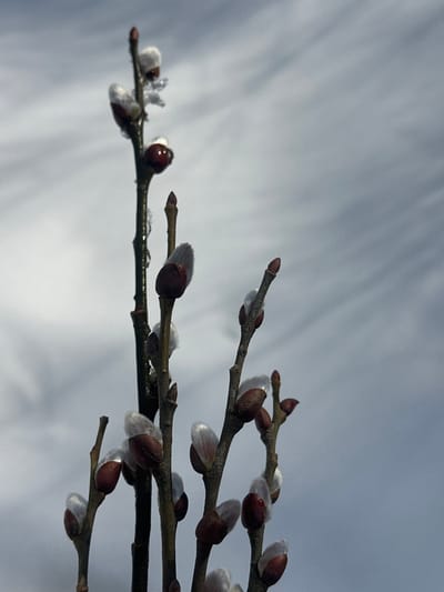 The image displays multiple leafless branches of a willow species, likely pussy willow, against an out-of-focus, light grey to bluish-grey sky with subtle, wispy cloud formations. Numerous silvery-white catkins are visible, partially enclosed by reddish-brown bud scales. Several buds and portions of the branches exhibit clear water droplets and small patches of melting ice or frost. The slender branches are dark brown and appear wet or glistening in places. No human figures or animals are present. The scene is located in Korostiv, Ukraine.