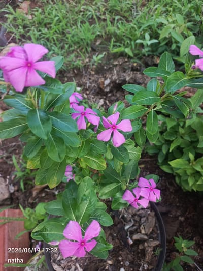 The image shows a close-up view of a flowering plant with vibrant pink petals. The plant has glossy green leaves with prominent white veins. Several flowers are in bloom, with five petals each, and a darker pink or reddish center. The plant is growing in a pot filled with dark soil and wood chips. In the background, out-of-focus green foliage and dry brown earth are visible, suggesting an outdoor setting. A portion of what appears to be a red brick structure is present in the lower left corner. The timestamp "2026/06/19 17:32" and the text "natha" are overlaid on the bottom left of the image. The scene is likely a garden or outdoor area within the city of El Chaparral, Venezuela.