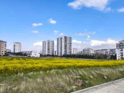 The image shows a field of yellow rapeseed flowers in bloom, set against a backdrop of residential buildings in Etimesgut, Turkey. The sky is blue with scattered clouds. The foreground consists of dry grass and a concrete curb. Beyond the field, a row of buildings and trees separates the field from a cluster of taller apartment complexes. A road runs in front of these buildings with cars parked along the street. The building labeled Mobiliz is visible.