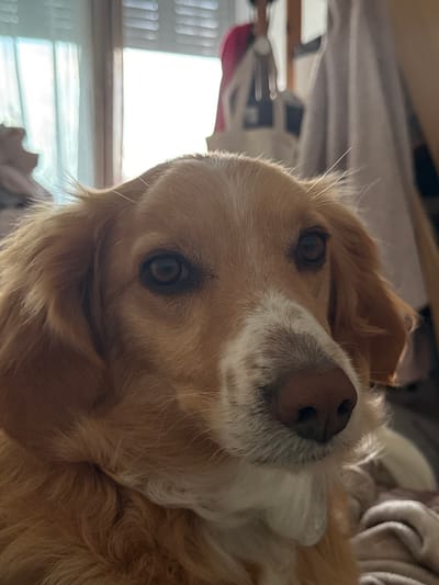 This image depicts a medium-sized dog positioned indoors within the Kalyvia Thorikou Municipal Unit, Greece. The dog, likely a spaniel-type breed, is seen from the chest up, facing the viewer directly. Its fur is predominantly light brown or golden, with distinct white markings on its muzzle, under its chin, and a stripe extending from its forehead between its dark, attentive eyes. Its nose is dark and appears moist. The ears are floppy and covered in longer, wavy fur, matching the body.
The background is out of focus. To the left, a brightly lit window with horizontal blinds or slats is visible through a sheer, light-colored curtain, indicating strong natural light. To the right, indistinct forms suggest a cluttered indoor environment, possibly a bed or sofa with folded textiles. A blurred figure, potentially a person or a mannequin wearing a pink top, is faintly discernible in the upper right quadrant of the background. No specific action or interaction is discernible beyond the dog's direct gaze towards the camera.
