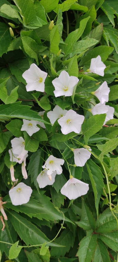 The image displays a close-up, vertical view of white bindweed flowers interspersed with green foliage. The flowers are trumpet-shaped with five petals and prominent yellow stamens. Some flowers are fully open, while others are partially closed or in bud. The leaves are ovate with serrated edges. The scene appears to be outdoors, likely in a garden or natural setting. There are no people or animals visible. The lighting suggests it is daytime, possibly overcast, as there are no harsh shadows. The background is a dense arrangement of leaves and stems, suggesting a climbing or sprawling plant.