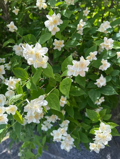 This image is a close-up, eye-level shot of a bush covered in small, white, star-shaped flowers with yellow centers. The flowers are clustered together on branches with dark green leaves. The lighting suggests it is daytime, with some sunlight filtering through the foliage, creating bright highlights. The background is out of focus and appears to be a natural setting, possibly a garden or park, with hints of dappled light and shadow. There are no people or animals visible in the image. The scene is tranquil and focused solely on the natural beauty of the blooming bush. The context of Kongsberg, Norway is not discernible from the visual information present in the image.