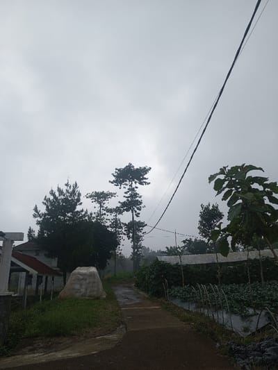The image depicts an outdoor scene in Joshi Vihir, India, under an overcast, hazy sky. A narrow, unpaved or minimally paved pathway curves gently to the right, receding into the distance. To the left of the path, part of a building with white structural elements and a reddish-brown roof is visible, along with green ground vegetation. A large, irregular, light-colored object, possibly a rock or wrapped item, rests on the grass near the building. Further left, a dense, dark green conifer-like tree stands prominently, with other taller, slender trees visible behind it. To the right of the path, an agricultural area is present, featuring rows of cultivated plants, possibly covered by black plastic sheeting or mulch, with arched wire supports. A low, elongated structure with a light-colored roof, resembling a greenhouse or shade net setup, runs horizontally across the midground above the cultivated area. A thick, dark overhead cable extends diagonally from the upper right quadrant of the frame downwards to the mid-right, passing above the trees and agricultural structures. No individuals, animals, or vehicles are present in the scene. The lighting is diffuse, consistent with heavy cloud cover or fog.