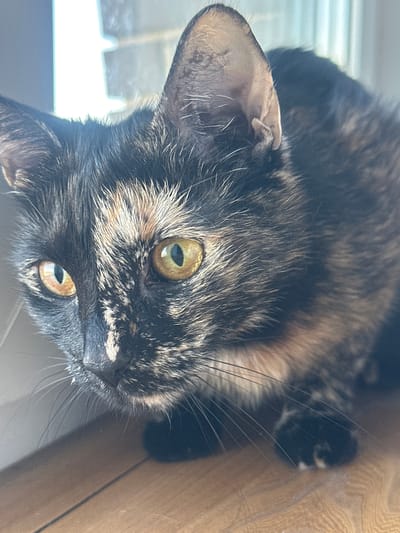 A close-up, upside-down, portrait-oriented shot shows a tortoiseshell cat's face. The cat's fur is a mix of black, brown, and tan, with lighter tan markings around its eyes and nose. Its large, round eyes are a striking yellow-green color with black pupils. Long, white whiskers fan out from its muzzle. One of the cat's ears is visible on the left side of the frame, appearing pointed and alert. The cat's nose is dark. The background is blurred, with hints of a light-colored surface to the left, possibly a window with sunlight filtering through, and a wooden surface to the right. The lighting suggests it is daytime, and the close-up nature of the shot focuses entirely on the cat's facial features and fur texture. There are no people or visible text in the image. The scene appears to be indoors, given the presence of the wooden surface, though the light suggests proximity to a window.