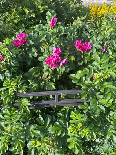 This is a medium-shot, eye-level, outdoor photograph of a dense bush with large green leaves and bright pink roses. The bush is in full bloom and appears to be well-maintained. The leaves are varied in size and shape, with some being smooth and others having serrated edges. The roses are a vibrant pink, with multiple petals and a slightly ruffled appearance. A few buds are also visible amongst the flowers.

To the left of the bush, a patch of bright yellow flowers can be seen, along with some thin green grass. A dark, vertical structure that appears to be part of a fence or gate is visible on the right side of the image, partially obscured by the foliage. The lighting suggests that it is a sunny day, with strong shadows cast by the leaves and the fence. The scene is natural and suggests a garden or park setting. The colors are rich and vibrant, indicating a healthy and thriving environment. There is no visible text in the image. The context provided places this scene in Koltushi, Russia.