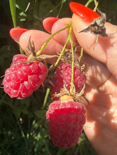 In Jalguba, Russia, a close-up shot focuses on a person's hand with bright red nail polish gently holding a cluster of ripe raspberries. The raspberries are a deep pinkish-red, with visible drupelets and small, wispy hairs. The stems are thin and green, attached to dry, brown calyxes at the base of each berry. Sunlight casts shadows on the hand and the surrounding green foliage, suggesting an outdoor setting, likely a garden or natural environment.