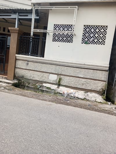 The image displays an outdoor scene in Namthoung, Laos, with a building on the right and a paved street in the foreground. A lean, medium-sized dog, predominantly white with light brown/tan patches, walks from right to left on the uneven dirt and concrete ground strip between the street and the building's facade. The street is a textured grey asphalt surface. The building's lower section features a textured, greyish-beige stucco wall with two horizontal bands, exhibiting water stains and moss growth at its base, where a narrow drainage channel is present. The upper wall, painted light cream, contains two rectangular openings fitted with decorative, perforated metal screens patterned with floral-geometric designs. A white, rectangular metal frame, possibly a clothes drying rack, is attached horizontally to the upper wall, with a lower supporting bar. To the far left, a brown pillar, dark metal railings, and a portion of a covered area with a corrugated metal roof are visible. The scene is illuminated by natural daylight.