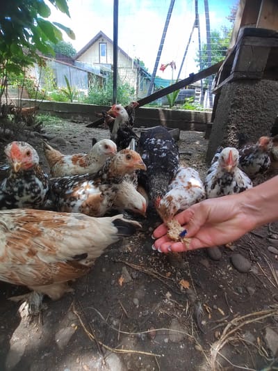 A human hand with dark blue nail polish is offering a piece of bread to a group of chickens. The chickens are in an outdoor enclosure, with dirt and scattered small rocks on the ground. There are some dried leaves and twigs also on the ground. In the background, there is a building with a light-colored exterior and a triangular roof, as well as a greenhouse with transparent sheeting and some green plants. A chain-link fence is visible, and there are trees and a bright blue sky in the distance. This scene appears to be in a rural or semi-rural setting, possibly a backyard in Psebai, Russia.