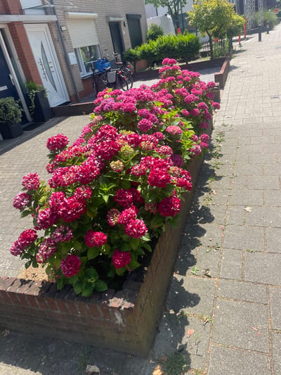 The image shows a row of vibrant pink hydrangeas blooming in a raised brick planter along a paved sidewalk. The hydrangeas are full and lush, with many large flower clusters. Behind the planter, a section of a residential building is visible, featuring a white front door with horizontal frosted glass inserts and grey brickwork. To the left of the door, a bicycle with a blue basket is parked. The sidewalk is made of grey interlocking pavers, and shadows from the hydrangeas and an unseen person are cast on it, suggesting it is daytime with bright sunlight. Further in the background, a small green tree with yellowing leaves and more greenery are visible. The scene appears to be a quiet residential street in Venlo, Netherlands, bathed in pleasant weather.