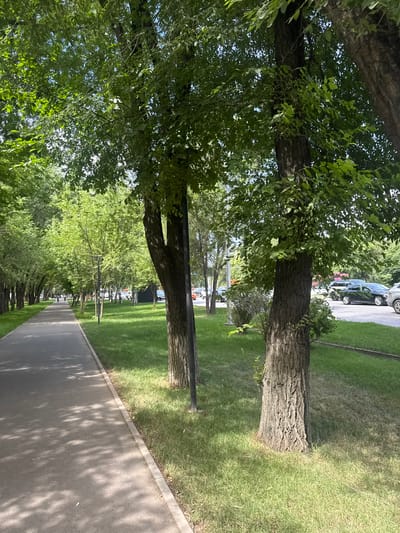 The image depicts a tree-lined pathway in Almaty, Kazakhstan, likely on a warm, sunny day. The pathway, made of asphalt, runs diagonally from the foreground to the background on the left side of the image. It is bordered by a well-maintained grassy area on the right. Numerous trees with lush green foliage are planted along the pathway and the grassy area, casting dappled shadows on the path. In the distance, several cars are visible on a road parallel to the pathway, suggesting an urban or suburban setting. A few pedestrians can be seen walking on the pathway in the distance. The overall scene conveys a sense of tranquility and urban greenery, characteristic of many boulevards and parks in Almaty.
