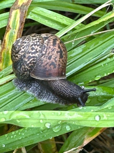 A snail with a brown and black patterned shell is crawling on green grass blades. The grass is wet with dew drops. A brown and yellow stalk is visible behind the snail. The image is an outdoor shot, likely taken in a natural environment. There is no indication of the city of Khlypnivka, Ukraine, in the image.
