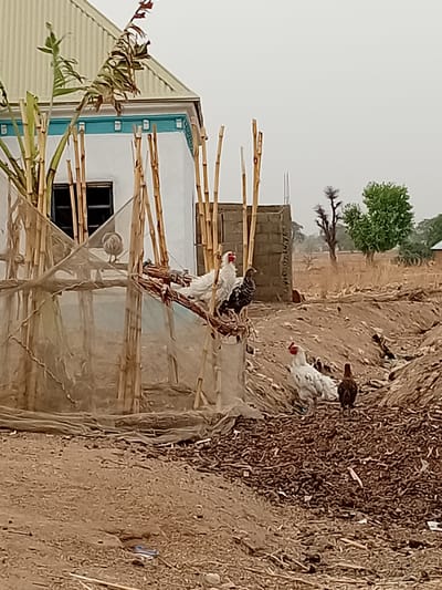 The image shows an outdoor scene in Nata-Ala, Nigeria. In the foreground, a building with a light-colored facade and blue trim has a structure built with bamboo and netting attached to it. Some withered corn stalks are visible nearby. Further out, there is an unpaved area with several chickens of different colors (white, black, brown) pecking at the ground. In the background, a tree stands in a field under an overcast sky. A small cinder block structure is also visible in the distance.