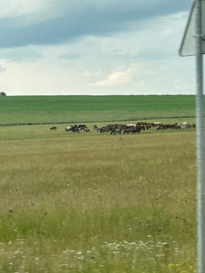 The image captures a herd of horses grazing in a grassy field under a cloudy sky. The field is divided by a fence, with a distinct green pasture in the background and a drier, yellowish field in the foreground. A few trees are visible on the horizon in the upper left corner, and a traffic sign is present on the right side of the frame. The scene appears to be located in Lyury, Russia, based on the provided context. The horses are spread out across the field, some grazing, while others stand or walk. The overall impression is one of a peaceful rural landscape.