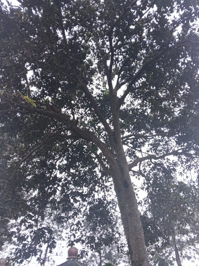 The image displays an upward perspective of a large tree located in Kon Ra Kiah, Vietnam. A thick, multi-branched trunk dominates the right side of the frame, featuring dark, textured bark. The tree's dense canopy, composed of numerous dark green leaves, covers the majority of the upper image, with sections of bright white sky visible through the foliage. Lighter green leaves are noticeable within the upper left portion of the canopy. At the bottom left, a partial view of a man-made structure is present, characterized by a reddish-brown, dome-shaped finial atop a grey base. Faint outlines of additional trees or distant foliage are visible in the background, behind the central tree and the structure. No individuals or discernible activities are present in the scene.