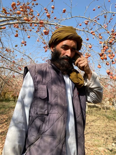 An adult male with a dark, full beard and mustache, wearing an olive-green turban, a light-colored long-sleeved shirt, and a dark grey quilted sleeveless vest with pockets, stands in an orchard in Bazar-e Panjva'i, Afghanistan. He holds a dark mobile device to his right ear with his right hand, his head slightly tilted. The background features numerous deciduous trees with bare branches laden with small, round, orange fruits, consistent with persimmons, set against a clear blue sky. The ground beneath the trees is covered with dry leaves and sparse vegetation.