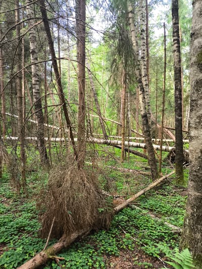 The image depicts a forest scene with numerous fallen trees. The forest floor is covered in green clover and some fallen leaves. Several birch and pine trees are visible, some standing and some lying on the ground. The lighting suggests it is daytime. The scene does not provide any specific clues to its exact location within the city of Voskhod 1, Russia, or include any people.