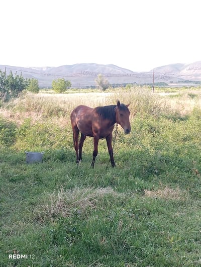 A brown horse stands in a grassy field, facing right. It is tethered by a chain around its neck. The horse has a dark mane and tail. The field is covered in green grass and some dry brush. In the background, there are mountains and a fence. The sky is bright and appears to be daytime. There is a black bucket on the ground to the right of the horse. The bottom right corner of the image shows the text "REDMI 12". The overall scene suggests a rural or semi-rural environment in Vedi, Armenia, likely during a clear day. There are no people visible in the image.