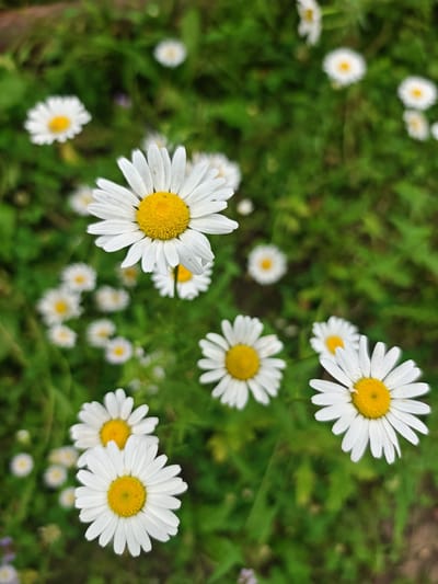 A close-up, vertical shot captures a cluster of white daisies with yellow centers scattered across a blurred background of green grass. The daisies are the primary subjects, with several in sharp focus and others softly rendered. The foreground features two prominent daisies, one slightly to the left and another to the right. The lighting appears natural, casting subtle shadows and highlighting the delicate petals. The overall impression is one of a serene, natural scene, likely in a garden or meadow setting. The provided location, Sherdy-Mokhk, Russia, suggests an outdoor, potentially rural or suburban, environment where such wildflowers would commonly grow.