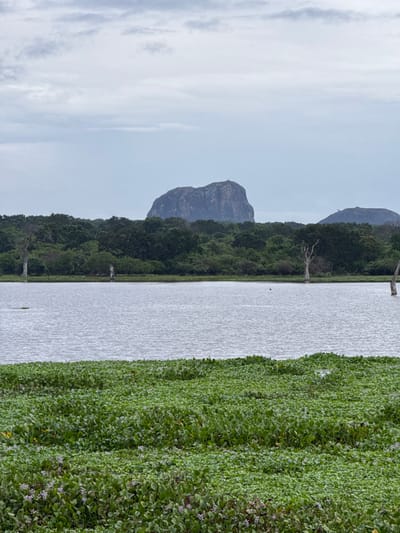 The image presents a tranquil natural landscape, dominated by a large body of water, lush vegetation, and distant mountains under an overcast sky. The scene is oriented horizontally, with the water and vegetation in the foreground and mid-ground, and mountains in the background.

A significant portion of the foreground water is covered by a dense, vibrant green mat of aquatic plants, possibly water hyacinth, interspersed with delicate light purple flowers. To the left, the open water surface is visible, showing subtle ripples that reflect the soft, diffused light from the sky. Several bare, weathered tree trunks protrude from the water or stand along the bank, indicating either dead trees within the water body or a fluctuating water level.

Beyond the water, a thick band of dark green trees and dense foliage forms a rich, natural boundary. In the background, two prominent mountains rise above the tree line. The mountain on the left is larger and more distinct, featuring a rugged, rocky profile with a rounded summit, casting a dark silhouette against the pale sky. Another mountain is partially visible further to the right, integrated with the distant tree cover.

The sky is uniformly overcast, filled with soft gray and white clouds, suggesting a cloudy or diffused light day. The overall impression is one of peaceful natural beauty and solitude, as there are no visible human subjects or activities. The setting, identified as Situlpawwa, Sri Lanka, aligns with the tropical flora and mountainous terrain depicted. No visible text is present in the image.