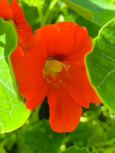 An extreme close-up, macro shot captures a vibrant orange nasturtium flower against a blurred green background. The flower's petals, with their ruffled edges, dominate the frame, revealing a yellow and dark-streaked interior. Several large, textured green leaves partially obscure the blossom, adding depth and contrast. The lighting suggests a natural, outdoor setting, likely a garden, under bright sunlight. The image has been cropped to focus intently on the flower and its surrounding foliage. The location is identified as the village of Mosėdis, Lithuania, a region known for its amber museum and garden of large erratic boulders.