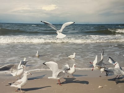 The image depicts a beach scene with several seagulls in the foreground and middle ground. In the background, the ocean meets the shore with gentle waves. The sky is overcast with clouds, suggesting a cool, possibly windy day. The sand is wet near the water's edge and appears dry further up the beach.
The primary subjects are the seagulls. One seagull is in mid-flight, with its wings spread wide, in the center of the image. Several other seagulls are standing on the wet sand or wading in the shallow water. One seagull on the left has its wings partially raised, as if preparing to fly or react to something. Another seagull in the center right is vocalizing, with its beak open. The birds are mostly white with some gray and black markings on their wings. They are gathered around the shoreline, likely foraging or interacting with each other.
The overall mood of the image is natural and dynamic, capturing a moment of activity among the seabirds. The lighting suggests it could be daytime, but the cloudy sky creates a diffused light. No text is visible in the image. The scene is reminiscent of a coastal environment, possibly a beach or shoreline in the Netherlands, given the context.