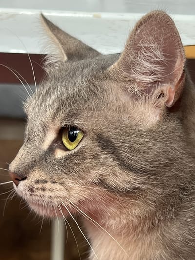 The image is a close-up portrait of a grey tabby cat. The cat is facing left, with its head and neck filling most of the frame. The cat's left eye is clearly visible, with a bright yellow iris and a black pupil. Its fur is a mixture of grey, black, and white, with tabby markings visible on its face and ears. The cat's whiskers are long and white. The background is blurred and appears to be a domestic setting. There is no indication of the city of Kubanskii, Russia in the image.