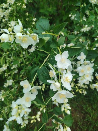 The image displays a close-up view of a flowering bush, likely Philadelphus, commonly known as mock orange or jasmine. The bush is covered in small, white, star-shaped flowers with yellow stamens. Many of the flowers and leaves are wet, suggesting recent rain or dew. The background consists of more foliage and some areas of green grass. There are no people or human-made objects visible in the scene. The location is described as being in the city of Novaya Prismara, Russia.