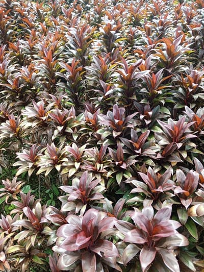 This image presents a dense, uniform field of cultivated plants, located in Gbelleah, Liberia. The primary subjects are numerous herbaceous plants, likely a variety of Cordyline fruticosa or similar Dracaena species, characterized by broad, elongated leaves. The foliage exhibits a range of colors, predominantly deep reddish-brown and burgundy hues, transitioning to bronze, pinkish-red, and green, particularly towards the bases and older leaves. The plants are arranged in tightly packed rows or a dense matrix, extending from the foreground to the background, creating a textured pattern across the entire frame. Each plant grows upright, with leaves radiating from a central point. There are no individuals, animals, or artificial structures visible within the scene. The underlying ground surface is largely obscured by the dense plant growth, with only minor dark green patches visible between individual plants.