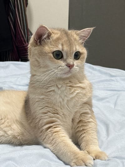 The image displays a light cream-colored cat with prominent green-gold eyes and a pink nose, positioned on a light blue, wrinkled bedsheet. The cat is oriented to the right of the frame, its head slightly tilted, and its front paws are tucked together. The background is out of focus, revealing a dark, vertically striped object to the left and a plain dark grey surface to the right. The scene is consistent with an indoor setting, specifically located in Zayed Military City, United Arab Emirates. No human presence or direct interactions are depicted.