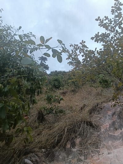 The image displays an outdoor natural landscape in Kalitini Centre, Kenya. The scene features a sloping terrain under an overcast, light grey sky. In the foreground, dense green tree foliage with visible branches and leaves frames the left side, with additional sparse branches and leaves appearing on the right. The midground is dominated by an area of dry, light brown, wispy grass covering a portion of the hillside. Below this dry vegetation and extending into the lower right section of the image is an exposed rock face, exhibiting mottled colors of pink, grey, and dark brown. The background reveals a denser expanse of green trees and shrubs on what appears to be higher ground. No individuals or man-made objects are present in the scene.