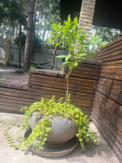 The image captures a potted plant on a concrete surface in an outdoor setting. The plant has a thin, vertical stem with vibrant green leaves at the top and a cascading green vine with small leaves growing out of the pot. The pot itself is a round, gray planter with a matching saucer underneath. Behind the plant, a dark wooden structure, possibly a deck or wall, is visible, with its horizontal planks creating a textured surface. To the left of the wooden structure, a beige brick pillar supports an overhead roof. The background reveals a fenced yard with tall pine trees and a hammock hanging between two trees. The ground is a mix of concrete and gravel, with some fallen pine needles. The overall scene appears to be a backyard or garden area. The location is identified as Starozhivotinnoye, Russia. There are no people or animals present in the image.