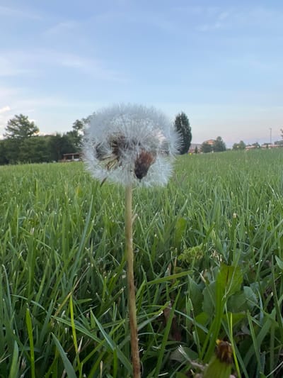 A close-up, low-angle shot captures a dandelion puffball in focus in the foreground, its white filaments extending outwards against a blurred background of green grass. Beyond the grass, a line of trees and buildings suggests an urban or suburban environment. The sky above is a soft blue with wispy clouds. The scene appears to be an outdoor area, possibly a park or a well-maintained lawn, in the city of Columbia, United States of America. No people or specific actions are visible.