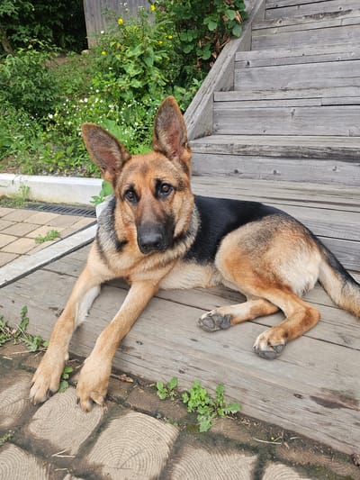 A German Shepherd dog is lying on a wooden outdoor deck. The dog is predominantly tan and black, with large ears and dark eyes. It is positioned with its front paws extended on a section of wooden planks and its hindquarters resting on the same surface. The background shows lush green foliage and a wooden staircase. The foreground features a paved area with circular wooden log end cuts. The scene appears to be in a residential outdoor setting.