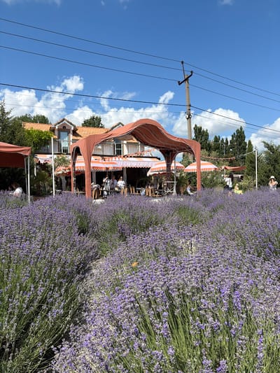 A sunlit scene unfolds at a cafe situated within a vast lavender field in the city of Semogorskiy, Russia. In the foreground, vibrant purple lavender plants stretch across the frame, with a path winding through them. Beyond the lavender, a low-rise building with an orange-tiled roof and white trim serves as the cafe. Several tables and chairs are arranged under open-air orange awnings, where patrons are seated. A few individuals are visible in the background, some standing and others seated at tables. The sky above is a bright blue, dotted with scattered white clouds, and power lines stretch across the top of the image. Trees and vegetation surround the cafe, and a utility pole stands to the right of the scene.
