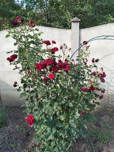 This is a medium shot, eye-level, outdoor photograph of a rose bush in bloom against a textured white concrete wall. The rose bush is large and bushy, with numerous dark red roses, some in full bloom and others in various stages of decay. The leaves are a deep green, and the stems are woody and thorny. The ground around the bush is dry, dark soil with scattered fallen rose petals and some sparse green weeds. A portion of a light grey concrete pillar is visible on the left side of the frame, and a curved green metal garden arch is partially visible on the right. In the background, out of focus, is a dense green canopy of trees. The lighting suggests it is daytime, with shadows cast by the rose bush and the garden arch on the wall. The scene appears to be a garden or yard in Slov'yanoserbs'k, Ukraine, likely during the warmer months given the blooming roses. There is no text visible in the image.
