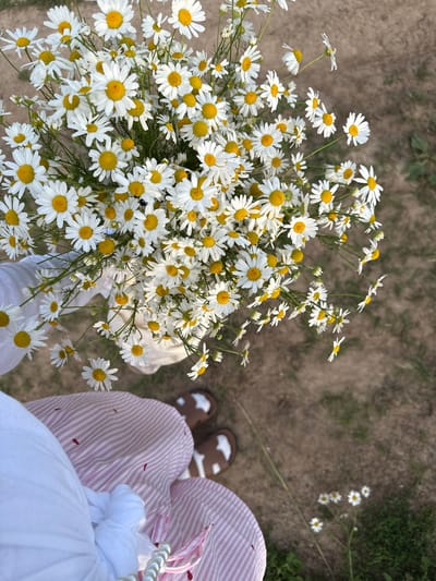 A high-angle, medium shot captures a bouquet of white daisies with yellow centers, held by a person's gloved hand. The person is wearing a white top and a pink and white striped skirt with a pearl necklace. The background consists of a dirt path with some grass and scattered daisies. A pair of brown and white cow-print sandals are visible on the ground. The scene is set outdoors, likely in a rural area.