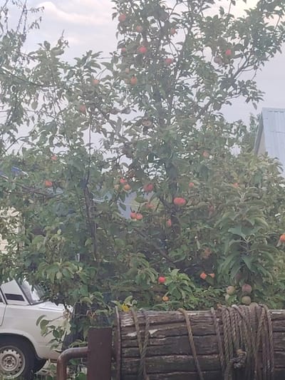In Степное, Russia, an apple tree laden with ripe apples is the central focus of the image. The tree is abundant with green leaves and various shades of red and pink apples, some fully ripe and others still developing. The background reveals a cloudy sky, suggesting an overcast day. To the left of the tree, a portion of a white car is visible, with its wheel and fender peeking out from behind the foliage. The foreground is dominated by a wooden structure, possibly part of a well or a similar rustic apparatus, wrapped with thick ropes. The scene appears to be set in a rural or semi-rural environment.