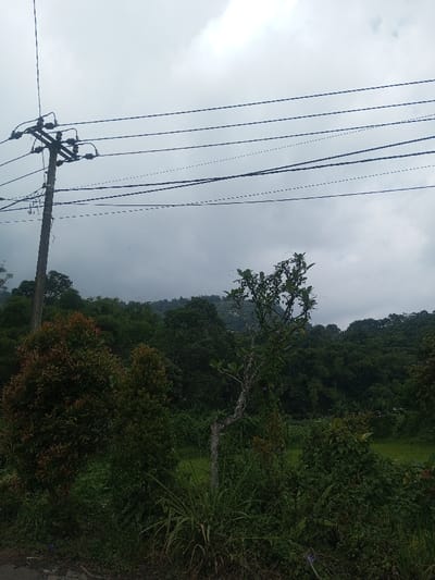 The image depicts an outdoor, natural landscape located in Cibodas, Indonesia, under an overcast sky. In the foreground, the edge of a dark, unpaved or asphalt surface is visible on the left. A dark wooden utility pole with multiple horizontal power lines occupies the left-center of the frame, extending towards the upper left. Below the power lines and extending across the mid-ground is dense, dark green foliage, including several trees and overgrown bushes. A prominent tree in the center-right features a gnarled, lighter-colored trunk and sparse green leaves, with hints of purple flowers or fruits. To its left, another tree exhibits reddish-brown new growth. Deeper within the mid-ground, a lighter green grassy field is partially visible, bordered by more dense vegetation. The background consists of forested hills or mountains, receding into the hazy, light grey sky. No individuals or specific actions are observed.