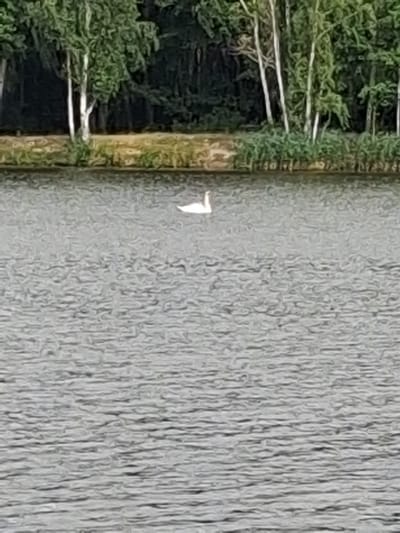 The image displays a bird in flight over a body of water. The bird, primarily white with some darker markings, is captured mid-air, appearing to be a swift or similar avian species. It is positioned towards the left side of the frame, moving from left to right. The water occupies the majority of the image, exhibiting a textured surface with ripples or waves that create a pattern of light and shadow. The colors of the water are muted grays and blues, suggesting an overcast or cloudy sky.
To the left of the water, there is a distinct border of dense green foliage, likely trees or bushes, running vertically along the edge. This vegetation appears lush and vibrant, contrasting with the more subdued tones of the water. The transition between the foliage and the water is sharp, indicating the bird is flying over the water's edge. The overall lighting is diffused, implying it is daytime but not necessarily bright sunlight. There are no discernible human subjects, man-made objects, or visible text in the image. The scene evokes a sense of nature and wildlife, with the bird's flight being the focal point of activity. The setting appears to be a natural landscape, possibly a lake, river, or coastal area near Reutyntsi, Ukraine, given the location context. The weather appears to be calm, with no strong winds suggested by the water's surface.