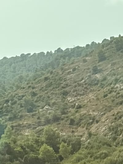 This media file captures a close-up, vertically oriented view of a rugged, moss-covered cliff face, likely in Alcalà de Xivert, Spain. The textured surface of the rock is dense with greenery, creating a variegated pattern of greens and earthy browns. The detail suggests a natural, perhaps ancient, landscape. To the left of the cliff, the background is a bright, overcast sky, indicated by the pale, diffused light and lack of sharp shadows. This suggests the photograph was taken during the daytime, possibly with cloudy or hazy weather conditions, or that the cliff is so massive that it obscures the direct sunlight. There is no discernible activity or event taking place; the image focuses solely on the geological formation and its vegetation. The rough, uneven texture of the rock and the clinging plant life are the most prominent features, giving a sense of the raw, uncultivated nature of the environment. There is no visible text or human presence.