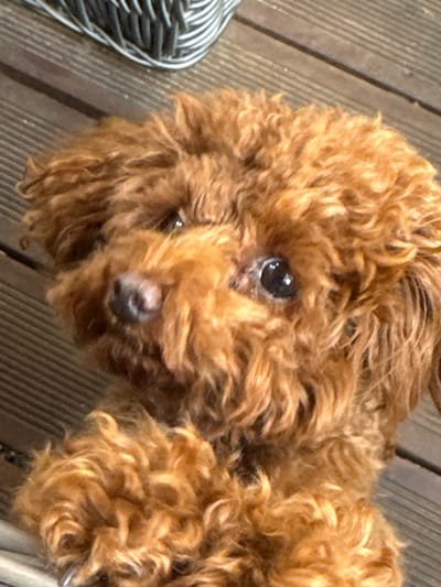 This is a close-up, eye-level shot of a golden-brown poodle. The dog's fur is curly and appears wet, with some strands sticking up. Its dark eyes are visible, and one appears to be looking directly at the camera. The dog's nose is dark and moist. The background is a wooden surface, likely a deck, with distinct planks. To the left of the dog, a portion of a basket-like object with a striped pattern is visible. The lighting suggests it is daytime, possibly sunny, given the highlights in the dog's fur. The overall impression is that of a pet outdoors on a warm day. There is no visible text in the image.