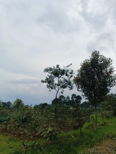 This image depicts a rural, agricultural landscape in São Félix do Xingu, Brazil, under an overcast sky. The upper two-thirds of the frame are dominated by a pale grey, cloudy sky. The lower third features a green, grassy foreground transitioning into cultivated areas. In the midground, several trees and bushes are visible. A slender tree with sparse, light green foliage stands prominently to the left of the central axis, while a bushier tree with dense, dark green and reddish-brown leaves is positioned to the right. Between and in front of these trees, patches of reddish-brown tilled soil are interspersed with low-lying green plants and smaller bushes, indicative of a field or plantation. The background shows a line of darker, denser trees, suggesting a more forested area or distant hillside. No human figures, animals, or man-made structures are visible. The overall scene suggests a quiet, cultivated natural environment under subdued lighting conditions.