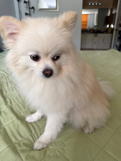 A fluffy, light-colored Pomeranian dog is sitting on a light green quilted blanket. The dog is facing to its right, with its head tilted slightly down and to the side. Its eyes are dark brown and appear to be looking downwards. The dog's fur is thick and appears to be a cream or off-white color. The background of the image is blurred, but appears to be an indoor setting with a glimpse of a kitchen or bathroom area with cabinetry and a sink. The scene is captured in a medium shot, focusing on the dog. The location is Sunny Isles Beach, United States of America.