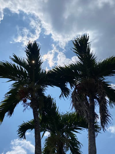 The image displays a low-angle view of three palm trees in Đak Đoa, Vietnam, silhouetted against a partly cloudy sky. Two prominent palm trees are positioned on the left and right, with a smaller palm tree visible between them. The fronds of all trees appear dark green to black due to backlighting. Clusters of small, reddish-orange fruit are observable on the trunk of the leftmost palm tree. The sky is clear blue with scattered white and light grey cumulus clouds, denser towards the upper right. A distinct, bright circular lens flare, indicative of direct sunlight, is visible through the fronds near the top of the leftmost palm tree. No human figures or direct actions are depicted. The environment is outdoors under natural light.
