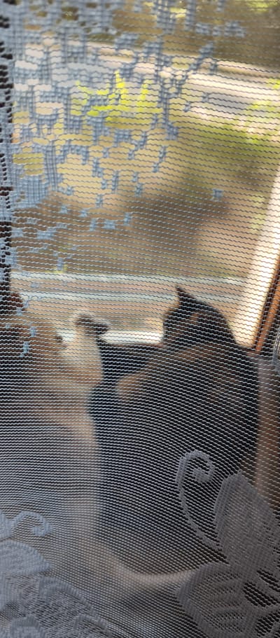 The image captures a dimly lit interior scene viewed through a patterned lace curtain. In the foreground, the curtain's texture and floral design are prominent, creating a soft-focus effect. Through the curtain, a shadowy silhouette of a cat can be seen, positioned on what appears to be a windowsill or ledge. The cat's fur has a mottled appearance, suggesting it might be tortoiseshell or calico. Its body is facing to the right, with its head turned slightly towards the left, and its paws are positioned in front of it. Beyond the cat, a blurred view of an outdoor environment is visible, with hints of green foliage and a bright, possibly sunlit, area. The overall impression is one of a domestic setting, with a cat observing the outside world from indoors. The image does not provide any specific information about the city of Kondrovo, Russia, or its location within the city.