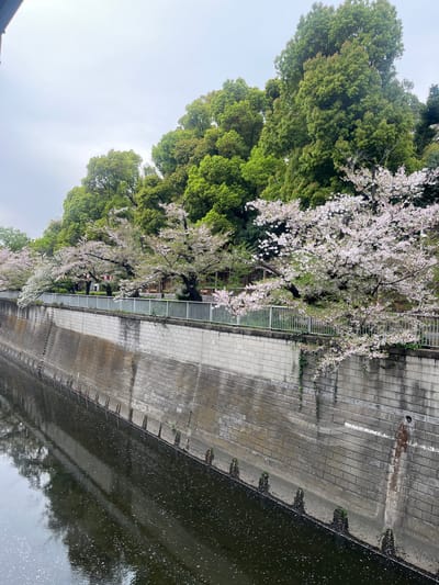 An eye-level, outdoor shot of a concrete river bank in Bunkyō, Japan. The concrete wall extends from the top right to the bottom right of the image, with a dark river flowing parallel to it. Along the top left, trees with green foliage and branches with white blossoms are visible. A silver fence runs along the top middle, separating the trees from the concrete wall. The sky is overcast and a dull gray. The picture is taken at a slight angle, causing a perspective distortion.
