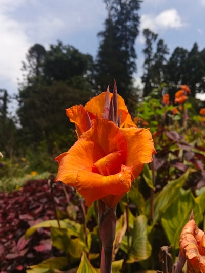 A vibrant orange canna lily takes center stage against a backdrop of greenery and a partially cloudy sky. The flower's petals are ruffled and delicate, contrasting with the dark, vertical stem and pointed buds nearby. Other plants with reddish-purple foliage and variegated leaves fill the midground, adding texture to the garden scene. Taller trees stand in the distance, blurring against the sky.